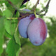 Opal Plum Tree 4-5ft Tall, Self-Fertile, Tasty & Sweet, Ready to Fruit