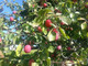 Big Juicy Victoria Plum Tree, 4-5ft Tall, Self Fertile & Juicy, Ready to Fruit Big Juicy Victoria Plum Tree, 4-5ft Tall, Self Fertile & Juicy, Ready to Fruit