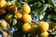 Golden Gage 'Oullins' Plum Tree 4-5ft, Self-Fertile, Sweet Honey Flavour