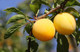 Golden Gage 'Oullins' Plum Tree 4-5ft, Self-Fertile, Sweet Honey Flavour