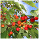 3 Wild Cherry Tree 40-60cm Stunning Blossom, Edible Cherries & Wild Bird Food