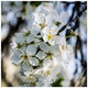 3 Wild Cherry Tree 40-60cm Stunning Blossom, Edible Cherries & Wild Bird Food