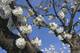 3 Wild Cherry Tree 40-60cm Stunning Blossom, Edible Cherries & Wild Bird Food