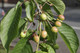 3 Wild Cherry Tree 40-60cm Stunning Blossom, Edible Cherries & Wild Bird Food