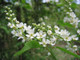 10 Bird Cherry Trees,Flowering &  Berries, 40-60cm Prunus Padus,Birds Love Them