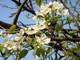 5 Wild Pear Trees 1-2ft,Pyrus Communis Hedging 40-60cm Strong Native Plants