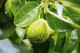 5 Wild Pear Trees 1-2ft,Pyrus Communis Hedging 40-60cm Strong Native Plants