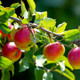 Howgate Wonder Apple Tree 4-5ft Ready to Fruit, Juicy & Sweet, Cook & Eat