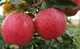 Gala Apple Tree 4-5ft, Self-Fertile, Sweet Flavour, Good For Juice
