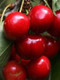 'Sunburst' Cherry Tree 4-5ft, Self-Fertile With Big Dark Cherries