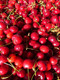 Stella Cherry Tree 4-5ft, Self-Fertile& Ready to Fruit.Dark Red,Very Tasty