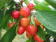 Merton Glory Cherry Tree 4-5ft Tall Large, Red-Flushed, Sweet & Juicy Cherries