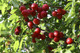 3 Cherry Plum Trees / Prunus Cerasifera / Myrobalan, 40-60cm Tall, Edible Hedging