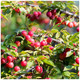 5 Cherry Plum Trees / Prunus Cerasifera / Myrobalan, 40-60cm Tall, Edible Hedging