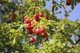 5 Cherry Plum Trees / Prunus Cerasifera / Myrobalan, 40-60cm Tall, Edible Hedging