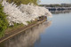 Cherry Shirotae / Prunus Serrulata Shirotae 4-5ft,  White Semi-Double Flowers