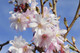 Prunus Autumnalis Rosea /Winter-Flowering Cherry,3-4ft Tall, Semi-Double Flowers