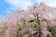 Cheal's Weeping Pink Flowering Cherry Tree 4-5ft, in a 5L Pot, P.Serrulata Kiku Shidare Zakura