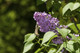 Common Lilac Tree 40-60cm Tall Shrub, Fragant Purple Flowers, Syringa Vulgaris