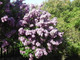 3 Common Lilac Trees 40-60cm Tall Shrubs, Fragant Purple Flowers, Syringa Vulgaris