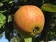 Cox's Orange Pippin Apple Tree 3-4ft,6L Pot,Ready to Fruit,Classic English Apple