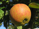 Cox's Orange Pippin Apple Tree 4-5ft,6L Pot,Ready to Fruit,Classic English Apple