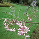 Mountain Ash Sorbus Vilmorinii / Vilmorin's rowan, 4-5ft Tall Bare Root