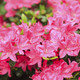 Japanese Azalea Rhododendron Anouk in 1.5-2L Pot,Beautiful Pink Flowers