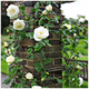 Paul's Lemon Pillar Rose Bush, Beautiful, Scented, Large Creamy White Flowers