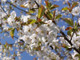 3 Wild Cherry Trees 3-4ft Stunning Blossom, Edible Cherries & Wild Bird Food