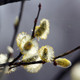 5 Goat Willow - Salix Caprea 2-3ft The Great Sallow Trees, Pussy Willow Trees