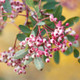 Mountain Ash Sorbus Vilmorinii / Vilmorin's Rowan Tree, In 2L Pot