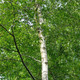 4 Silver Birch 5-6ft Stunning  Mature Specimen Trees, Betula Pendula