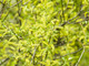 Salix Fragilis / Crack Willow, 3-4ft Tall, One of  Largest Native Willows