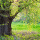 5 Salix Fragilis / Crack Willow, 3-4ft Tall, One of  Largest Native Willows