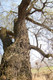 10 Salix Fragilis / Crack Willow, 3-4ft Tall, One of  Largest Native Willows