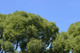 10 Salix Fragilis / Crack Willow, 3-4ft Tall, One of  Largest Native Willows