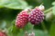 1 Loganberry / Rubus × loganobaccus, Sweet & Large Fruit, 30-40cm Tall