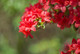 Azalea Rhododendron Addy Wery, Bushy Potted Plant, Orange Red Flowers