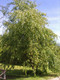 20 Silver Birch 4-5ft Stunning  Mature Specimen Trees, Betula Pendula in 2L Pots