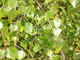 20 Silver Birch 4-5ft Stunning  Mature Specimen Trees, Betula Pendula in 2L Pots