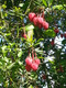 3 Crinodendron Hookerianum / Chile lantern tree 25-35cm Tall In a 2L Pot