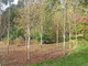 7 Silver Birch Jacquemontii 4-5ft Trees, in 2L Pots, Himalyan White Birch, Betula