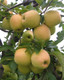 Golden Delicious Apple Tree 3-4ft,6L Pot, Self-Fertile, Very Sweet Flavour