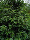 10 Portugal laurel Evergreen Hedging Prunus Lusitanica 2-3ft In 2L Pots Portugese Laurel