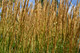Calamagrostis acutiflora 'Karl Foerster'/ Feather reed-grass In 1.5L Pot