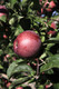 Spartan Apple Tree  3-4ft Tall, in a 6L Pot, Self-fertile,Refreshing & Sweet