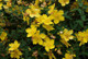 1 St. John's Wort / Hypericum 'Hidcote' Plant In 1.5L Pot