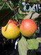 Elstar Apple Tree 3-4ft Tall In 6L Pot, Sweet Crunchy Desert Apple