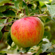 Fiesta Apple Tree 4-5ft, in a 6L Pot, Self-Fertile ,Sweet,Sharp & Juicy